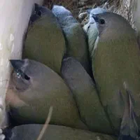 فنچ گلدین|پرنده|کرج, ساماندهی|دیوار