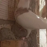 کبوتر|پرنده|مسجد سلیمان, |دیوار