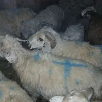 گوسفند آبستن