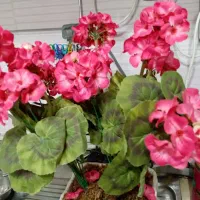 گل شمعدانی|گل مصنوعی|رباط‌کریم, رباط‌کریم|دیوار