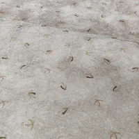 موکت ظریف  مدل هراز|موکت|دهلران, |دیوار