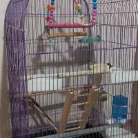 قفس|اسباب‌‌بازی|کرج, خرمدشت|دیوار