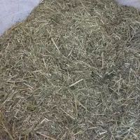 کاه یونجه خرد شده|خدمات باغبانی و درختکاری|دشتابی, |دیوار