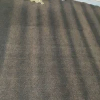 موکت ظریف مصور رنگ زغالی شکلاتی درحد نو