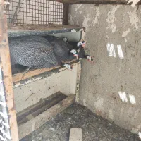 مرغ و خروس لاری  مرغ شاخدار معاوضه|حیوانات مزرعه|شیراز, علی آباد|دیوار