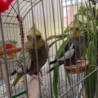 پرنده زینتی|پرنده|زرقان, |دیوار