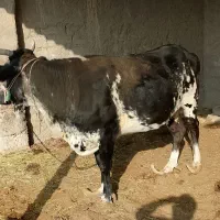 100میلیون|حیوانات مزرعه|هیرمند, |دیوار