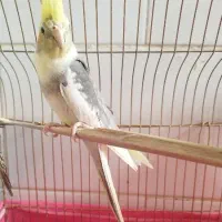 عروس هلندی|پرنده|بافت, |دیوار