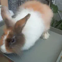 خرگوش ناز|موش و خرگوش|رشت, جانبازان|دیوار