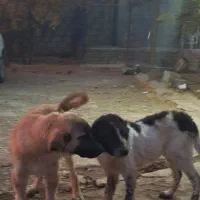 واگزاری توله های قدرجونی|سگ|قم, الغدیر|دیوار