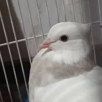 طوقی هفت رنگ|پرنده|نجف‌آباد, امیرآباد|دیوار