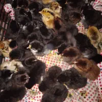 جوجه|حیوانات مزرعه|دهدشت, |دیوار