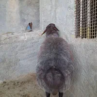 سلام خدمت دوستان عزیز بره همو درجه یک|حیوانات مزرعه|شیروان (خراسان), |دیوار