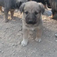 سگ گله