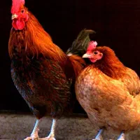 فروش تعدادی مرغ محلی