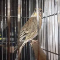 سره قناری|پرنده|اندیشه, اندیشه فاز ۱|دیوار