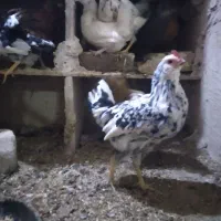 جوجه مرغ گلین کوچ شو قوب دار ریشو|حیوانات مزرعه|قم, نوبهار|دیوار