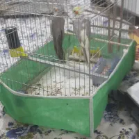 حراج حراج عروس هلندی جفت