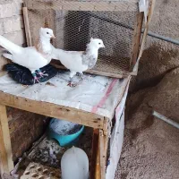 کبوتر