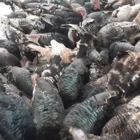 بوقلمون محلی ارگانیک