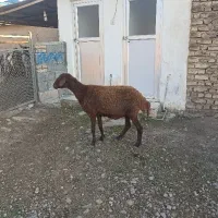 ۱راس گوسفند قزل افشار ،آبستن،شکم چهارم