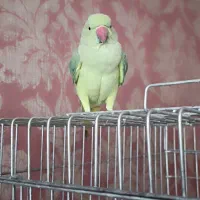 ملنگو ماده|پرنده|شیراز, لاله|دیوار