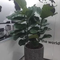 باغبانی سمپاشی گل آپارتمانی گلکاری هرس کردن