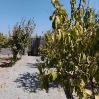 باغچه و باغ محوطه سازی /مسیراسفالت/انواع میوه|فروش زمین و ملک کلنگی|چهاردانگه (تهران), |دیوار