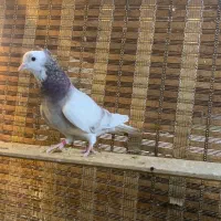 هما کاکلی جوجه نر و ماده