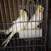 یک جفت عروس هلندی