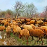 گوسفند زنده دشت صحرا از کوهای، کلات درسراسر تهران|حیوانات مزرعه|تهران, یافتآباد|دیوار