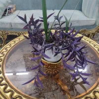 گل برگ انجیری،سانسوریا،نخل مرداب،رویال،قاشقی|گل و گیاه طبیعی|مشهد, مصلی (کارمندان اول)|دیوار