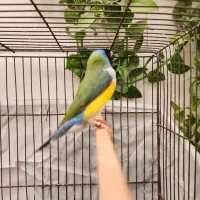 فنچ گلدین|پرنده|کرج, کمالشهر|دیوار