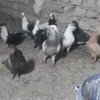 کبوتر رنگه