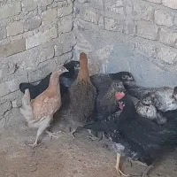 جوجه مرغ رسمی