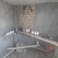 کبوتر|پرنده|معصومیه, |دیوار