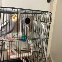 عروس هلندی|پرنده|تهران, شهران جنوبی|دیوار