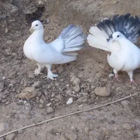 کبوتر دم چتری