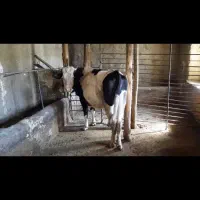 تلیسه سمینتال آبستن ۸ ماهه