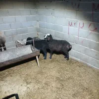 قوچ میش بره|حیوانات مزرعه|جوادآباد, |دیوار