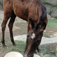 مادیان با کره