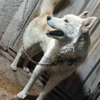 سگ نژاد دار آکیتا