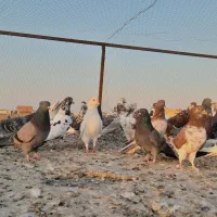 کفترپرشی|پرنده|قشم, |دیوار