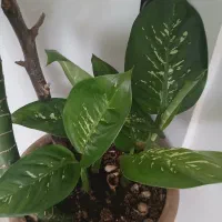 سلام گل دیفن با زاموفیلا عوض