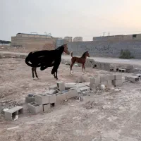 اسب مادیون با کره مادیون ۴ماهه مدرک دار|اسب و تجهیزات اسبسواری|یزد, |دیوار