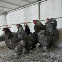 فروش انواع تخم مرغ 		برهما و ویاندوت (سیلور)