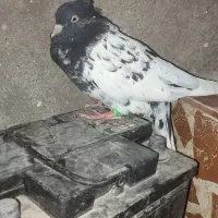 کبوتر|پرنده|مسجد سلیمان, |دیوار