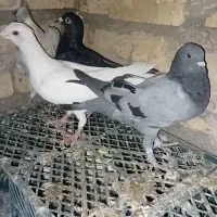 نبود جا|پرنده|افشار, |دیوار