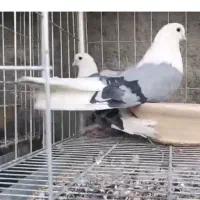 دوکت خیلی بلند