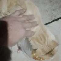 گربه دست اموز|گربه|خمین, |دیوار